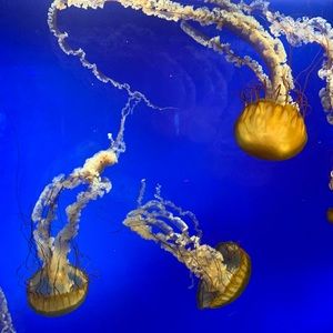 Meet your Posher, Johnny